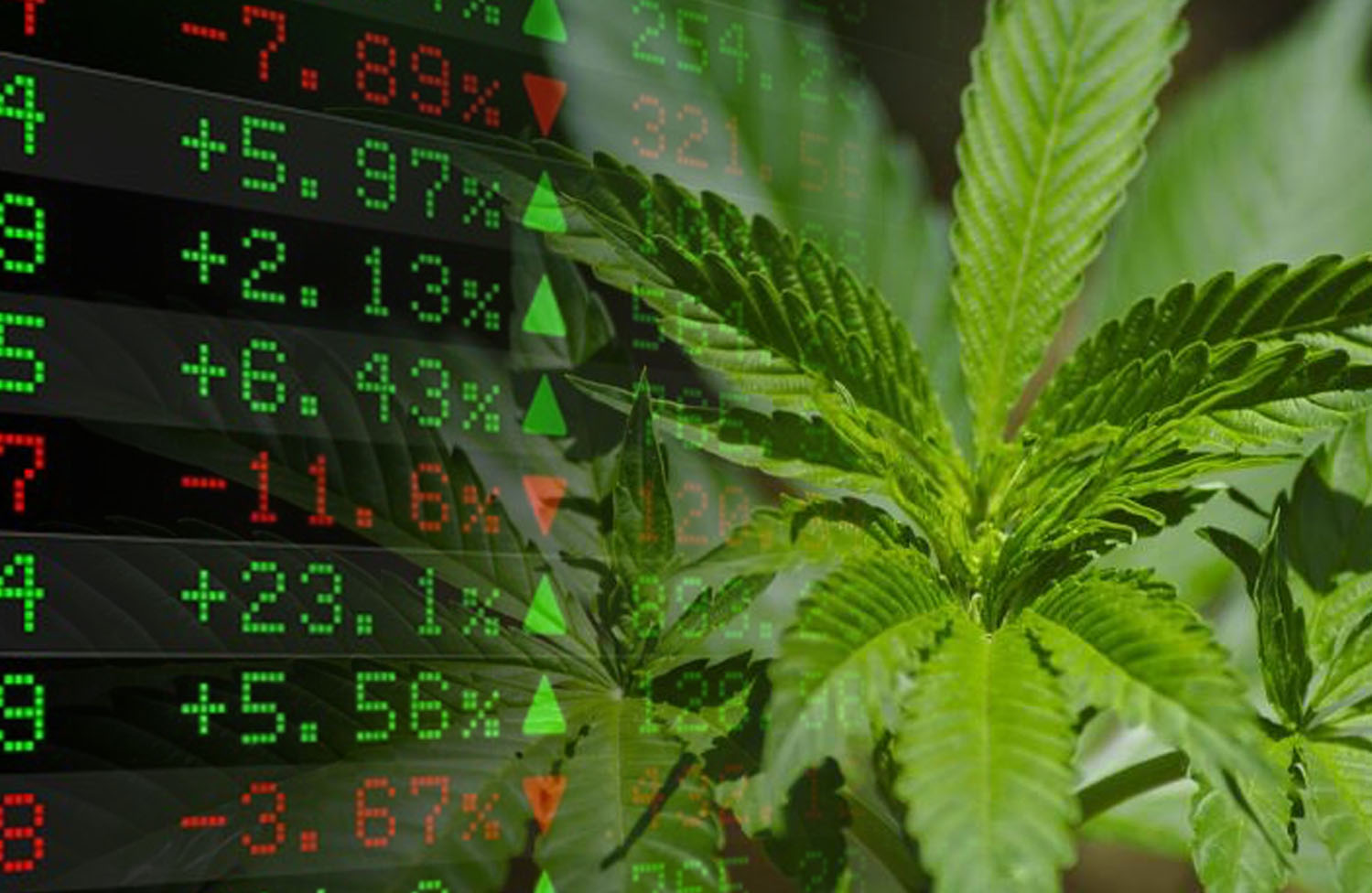 marijuana delivery stocks
