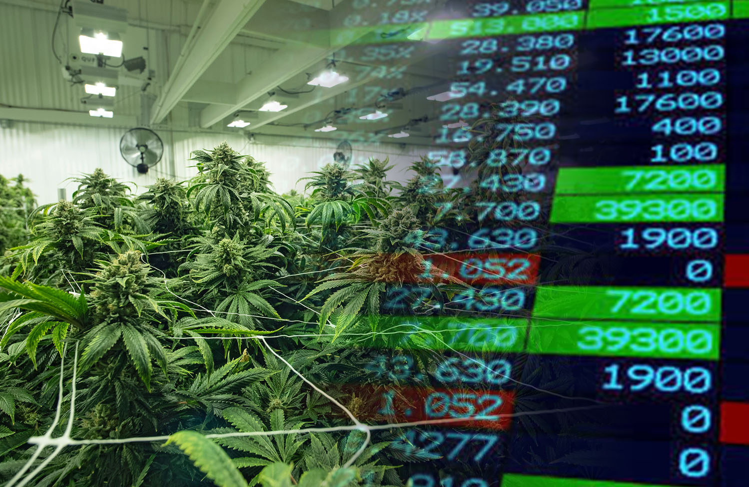 marijuana stocks to watch