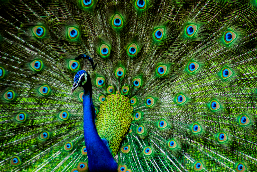 peacock no ads